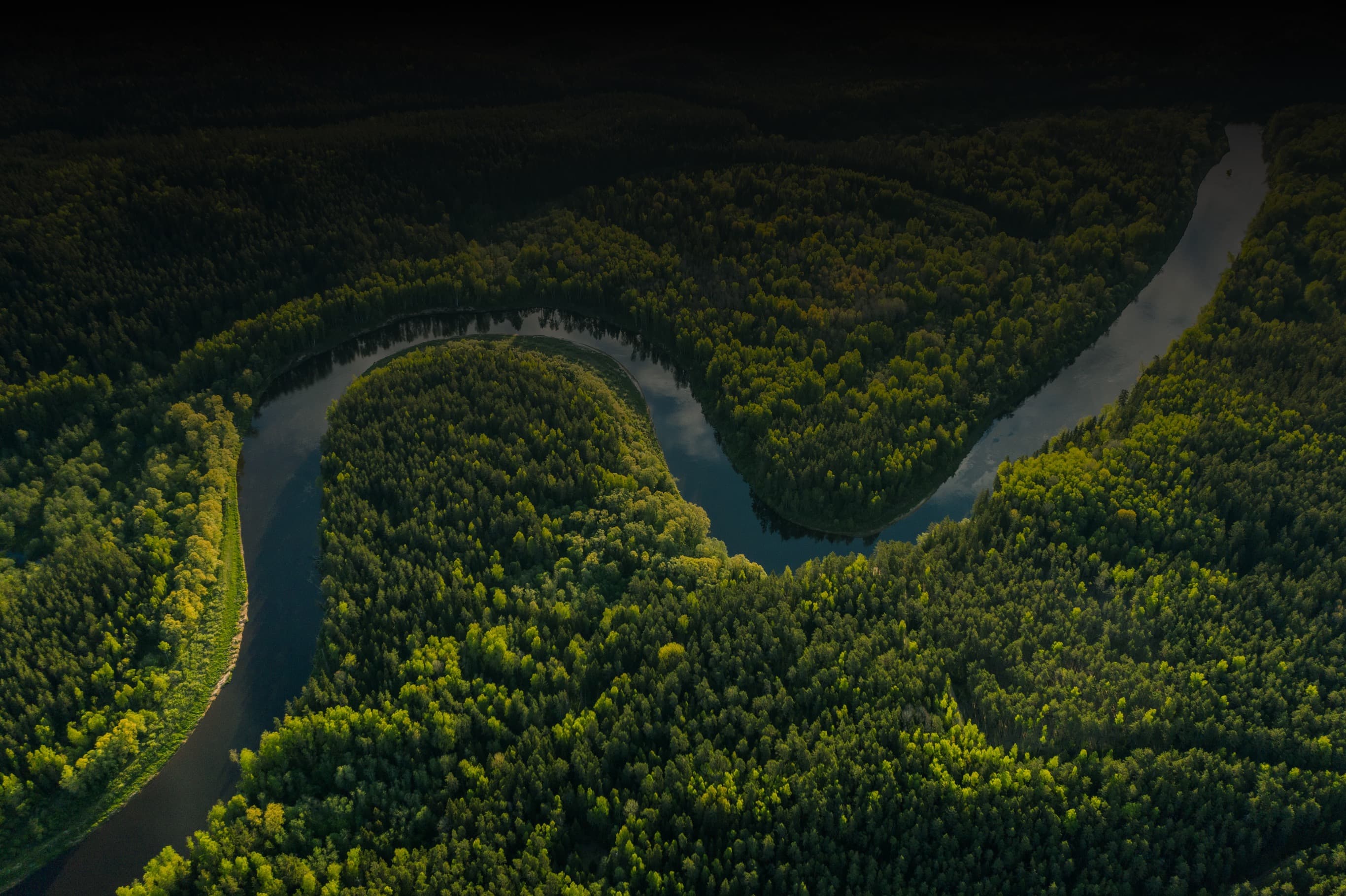 Waldgebiet in dem ein Fluss fließt